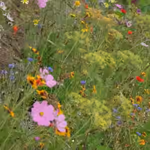 Blumenwiese auf Rolle 10m x 1,2m= 12qm