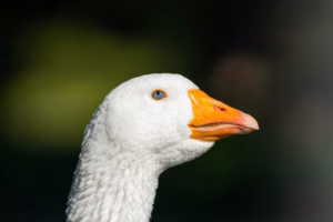 white duck in close up photography
